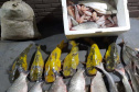 Ação do Instituto Água e Terra em conjunto com o Batalhão da Polícia Ambiental Força-Verde identificou dois indivíduos praticando a pesca predatória no Rio Ivaí, em Engenheiro Beltrão.