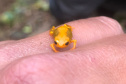Minhocas, peixes, sapinhos e pequenos cactos: o ecossistema cheio de vida que só é possível de se encontrar no Paraná.