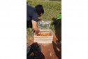 Educação ambiental: estudantes de colégio estadual em Arapoti transformam lixo orgânico em adubo para horta