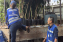 operação contra o greening  em Cornélio Procópio e Londrina.