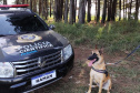 Cão perito encontra prova com vestígios de sangue em local de crime