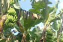 ADAPAR - matéria bananicultura com uso de drones no Litoral