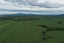 ADAPAR - matéria bananicultura com uso de drones no Litoral