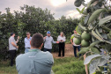 Fiscais catarinenses e gaúchos conhecem experiência do Paraná no combate ao greening