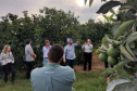 Fiscais catarinenses e gaúchos conhecem experiência do Paraná no combate ao greening