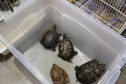 PCPR deflagra operação para desarticular um dos maiores grupos de tráfico internacional de animais do País