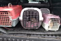 PCPR indicia dois homens por maus tratos contra 12 gatos em Teixeira Soares