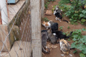 PCPR indicia dois homens por maus tratos contra 12 gatos em Teixeira Soares