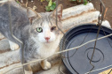 PCPR indicia dois homens por maus tratos contra 12 gatos em Teixeira Soares