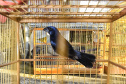 IAT ANIMAIS FAUNA SILVESTRE RESGATADOS