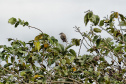 Recuperação de áreas verdes, combate ao desmatamento, cuidados com a água e a fauna e destinação correta dos resíduos sólidos: os indicadores que transformaram o Paraná em referência na proteção ao meio ambiente.
