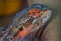 IAT ANIMAIS FAUNA SILVESTRE RESGATADOS
