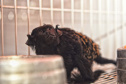 IAT ANIMAIS FAUNA SILVESTRE RESGATADOS