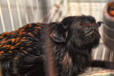 IAT ANIMAIS FAUNA SILVESTRE RESGATADOS
