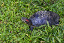 IAT ANIMAIS FAUNA SILVESTRE RESGATADOS