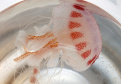 Saúde alerta para cuidados com queimaduras por águas-vivas. Foto: SESA