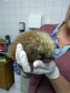 O Instituto Ambiental do Paraná (IAP) deixará de receber os animais silvestres na sede, em Curitiba. A partir desta segunda-feira (21), o Departamento de Pesquisa e Conservação da Fauna da Secretaria Municipal do Meio Ambiente vai receber, atender e encaminhar os animais silvestres apreendidos pela Polícia Ambiental, IAP e seus fiscais, e também aqueles que forem encontrados em situações de risco.  -  Curitiba, 16/01/2019  -  Foto: Divulgação IAP
