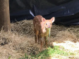O Instituto Ambiental do Paraná (IAP) deixará de receber os animais silvestres na sede, em Curitiba. A partir desta segunda-feira (21), o Departamento de Pesquisa e Conservação da Fauna da Secretaria Municipal do Meio Ambiente vai receber, atender e encaminhar os animais silvestres apreendidos pela Polícia Ambiental, IAP e seus fiscais, e também aqueles que forem encontrados em situações de risco.  -  Curitiba, 16/01/2019  -  Foto: Divulgação IAP