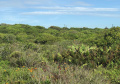 O Instituto Ambiental do Paraná (IAP) orienta a população a não criar jardins em área de restinga, principalmente em balneários do litoral paranaense. Qualquer alteração dessas áreas, consideradas Áreas de Preservação Permanente e da União, deverá ser consultado o município, podendo responder por crime ambiental, conforma Lei Federal nº 9605/98 e Código Florestal.  Foto:IAP