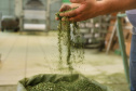 O Paraná é o terceiro estado brasileiro com o maior número de produtos certificados ou em processo de certificação de Indicação Geográfica. A importância da erva-mate para a história do Paraná – um
ramo da planta é inclusive um dos símbolos do brasão do Estado – foi um dos fatores
que levou à certificação do produto no ano passado. Foto: José Fernando Ogura/ANPr