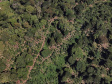 O Paraná é o terceiro estado brasileiro com o maior número de produtos certificados ou em processo de certificação de Indicação Geográfica. A importância da erva-mate para a história do Paraná – um ramo da planta é inclusive um dos símbolos do brasão do Estado – foi um dos fatores que levou à certificação do produto no ano passado. Foto: José Fernando Ogura/ANPr