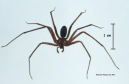 Aranha Marrom  -  Foto: Emanuel Marques da Silva/Divulgação SESA