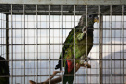 As universidades estaduais do Paraná oferecem uma série de serviços à comunidade, entre eles o atendimento veterinário a animais de diversos portes. Foto: Divulgação
