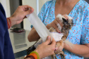 As universidades estaduais do Paraná oferecem uma série de serviços à comunidade, entre eles o atendimento veterinário a animais de diversos portes. Foto: Divulgação