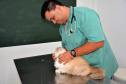 As universidades estaduais do Paraná oferecem uma série de serviços à comunidade, entre eles o atendimento veterinário a animais de diversos portes. Na foto, o médico veterinário e diretor do Hospital Veterinário da Universidade Estadual do Centro-Oeste (Unicentro),Adriano Carrasco. Foto: Divulgação/UNICENTRO