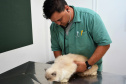 As universidades estaduais do Paraná oferecem uma série de serviços à comunidade, entre eles o atendimento veterinário a animais de diversos portes. Na foto, o médico veterinário e diretor do Hospital Veterinário da Universidade Estadual do Centro-Oeste (Unicentro),Adriano Carrasco. Foto: Divulgação/UNICENTRO