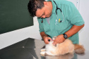 As universidades estaduais do Paraná oferecem uma série de serviços à comunidade, entre eles o atendimento veterinário a animais de diversos portes. Na foto, o médico veterinário e diretor do Hospital Veterinário da Universidade Estadual do Centro-Oeste (Unicentro),Adriano Carrasco. Foto: Divulgação/UNICENTRO