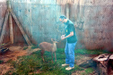 O Hospital Veterinário da Universidade Estadual do Centro-Oeste (Unicentro), de Guarapuava, oferece atendimento de plantão aos animais internados.
O destaque da unidade em Guarapuava é o atendimento a animais silvestres da região. O coordenador do serviço, Rodrigo Antônio Martins de Souza, explica que os valores pagos por proprietários na clínica de pequenos animais ajuda a garantir financeiramente os serviços prestados aos silvestres.Foto:Divulgação/ UNICENTRO