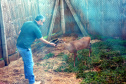O Hospital Veterinário da Universidade Estadual do Centro-Oeste (Unicentro), de Guarapuava, oferece atendimento de plantão aos animais internados.
O destaque da unidade em Guarapuava é o atendimento a animais silvestres da região. O coordenador do serviço, Rodrigo Antônio Martins de Souza, explica que os valores pagos por proprietários na clínica de pequenos animais ajuda a garantir financeiramente os serviços prestados aos silvestres.Foto:Divulgação/ UNICENTRO