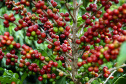 A grade temática contempla a legislação que regula a atividade no Brasil, produção e mercado, processos de colheita e beneficiamento, morfologia e fisiologia do grão, classificação física, torra, protocolo SCAA (Specialty Coffee Association of America) e degustação – de grãos crus e de café torrado e moído. Foto: José Gomercindo /ANPr