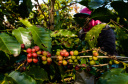 A grade temática contempla a legislação que regula a atividade no Brasil, produção e mercado, processos de colheita e beneficiamento, morfologia e fisiologia do grão, classificação física, torra, protocolo SCAA (Specialty Coffee Association of America) e degustação – de grãos crus e de café torrado e moído. Foto: Antonio Costa/Arquivo - ANPr