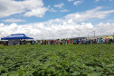 Ao menos 1.600 produtores, além de estudantes de colégios agrícolas e universidades, estão sendo esperados na 20ª Semana de Campo sobre Feijão e Milho, de 12 a 15 de março, em Ponta Grossa. Foto: Divulgação/SEAB