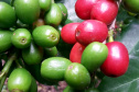 O Café do Norte Pioneiro foi o primeiro produto a obter o registro de Indicação Geográfica (IG) junto ao Instituto Nacional de Propriedade Industrial (INPI).  -  Foto:  Emater de Carlópolis