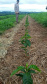 O Café do Norte Pioneiro foi o primeiro produto a obter o registro de Indicação Geográfica (IG) junto ao Instituto Nacional de Propriedade Industrial (INPI).  -  Foto:  Emater de Carlópolis