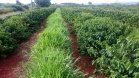 O Café do Norte Pioneiro foi o primeiro produto a obter o registro de Indicação Geográfica (IG) junto ao Instituto Nacional de Propriedade Industrial (INPI).  -  Foto:  Paulo Franzini/SEAB