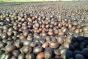 O Café do Norte Pioneiro foi o primeiro produto a obter o registro de Indicação Geográfica (IG) junto ao Instituto Nacional de Propriedade Industrial (INPI).  -  Foto:  Paulo Franzini/SEAB