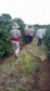 Cafeicultoras de Carlópolis e Tomazina, no Norte Pioneiro do Paraná, estão exportando o café especial que produzem na região. A venda das 460 primeiras sacas do produto ao Japão e à Austrália, nos últimos dois anos, representou aumento na renda das famílias e também mais um passo do projeto Mulheres do Café, implantado pelo Instituto Paranaense de Assistência Técnica e Extensão Rural (Emater) na região.  Foto: Divulgação