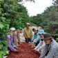 Cafeicultoras de Carlópolis e Tomazina, no Norte Pioneiro do Paraná, estão exportando o café especial que produzem na região. A venda das 460 primeiras sacas do produto ao Japão e à Austrália, nos últimos dois anos, representou aumento na renda das famílias e também mais um passo do projeto Mulheres do Café, implantado pelo Instituto Paranaense de Assistência Técnica e Extensão Rural (Emater) na região.  Foto: Divulgação
