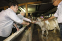 O governador em exercício Darci Piana, participa da abertura da 48ª Exposição Paranavaí - Feira Agropecuária e Industrial de Paranavaí, região noroeste do Estado.  Presentes: presidente da Sociedade Rural do Noroeste do Paraná, Mario Helio de Almeida; secretário de Agricultura, Norbeto Ortigara;  entre outros.Paranavaí, 08-03-19.Foto: Arnaldo Alves / ANPr.