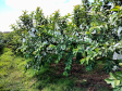 Associação de Fruticultores e Olericultores de Carlópolis - Produtores de goiaba.  -  Foto: 