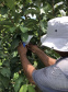 Associação de Fruticultores e Olericultores de Carlópolis - Produtores de goiaba.  -  Foto: 