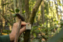 Os seis manguezais no entorno dos portos de Paranaguá e Antonina são monitorados regularmente. Neste ano, foram quatro atividades de atenção e cuidado voltadas ao ecossistema. Ao longo desta semana, uma equipe de técnicos dos Portos do Paraná trabalhará na análise dos dados coletados.  -  Paranaguá, 25/03/2019  -  Foto: Claudio Neves/ Administração dos Portos do Paraná