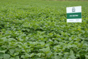 O secretário estadual da Agricultura e do Abastecimento, Norberto Ortigara, participou nesta quinta-feira (28) em Ponta Grossa do lançamento da cultivar de feijão-preto IPR Urutau, elaborada pelo Instituto Agronômico do Paraná (Iapar).  -  Ponta Grossa, 28/03/2019  -  Foto:  Edino Ferreira da Silva/ Iapar