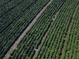 Rota do Café - Fazenda Palmeira - Distrito de Santa Mariana - Londrina/PR. Foto: José Fernando Ogura/ANPr