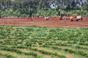 Rota do Café - Fazenda Palmeira - Distrito de Santa Mariana - Londrina/PR. Foto: José Fernando Ogura/ANPr