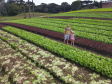  O produtor Bruno Schules, 32, de São José dos Pinhais, na Região Metropolitana de Curitiba (RMC), é um dos agricultores que trabalham com olericultura no Estado e recebem atendimento da Emater.  -  São José dos Pinhais, 04/04/2019  -  Foto: José Fernando Ogura/ANPr